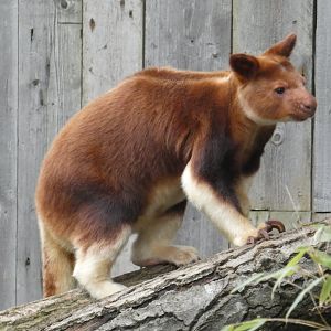 Goodfellow's tree kangaroo