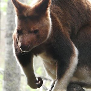 Tree kangaroo portrait