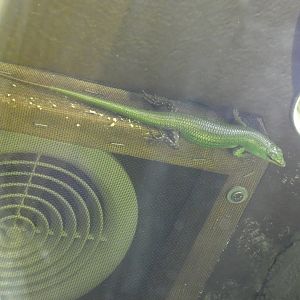 Emerald tree skink
