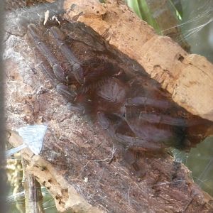 Singapore blue tarantula