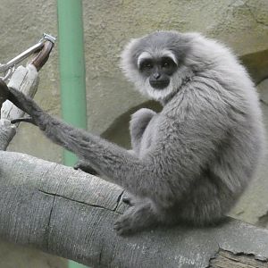 Moloch gibbon perched