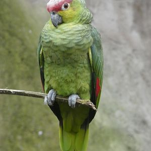 Ecuadorian amazon parrot
