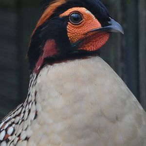 Cabot's tragopan