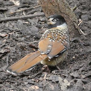 Spotted laughing-thrush