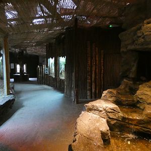 Dragons in Danger viewing area