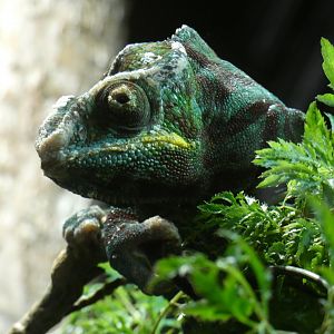 Panther chameleon