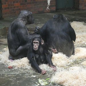 Chimpanzee 'Annie'