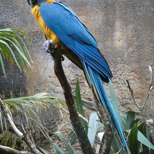 Blue-throated macaw