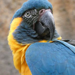 Blue-throated macaw close-up