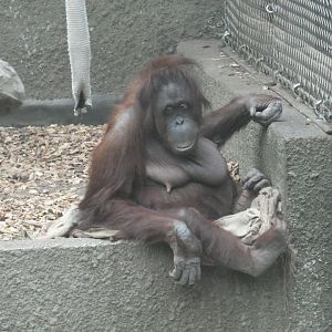 Bornean orang-utan 'Sarikei'