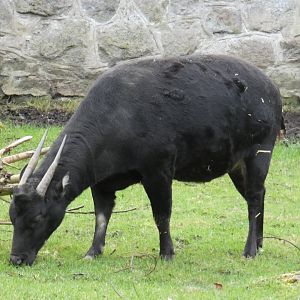 Lowland anoa