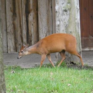 Red duiker