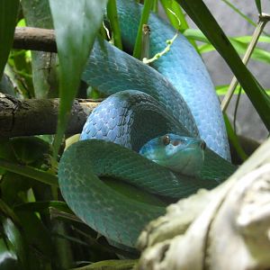 Komodo Island pit viper