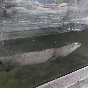 Giant otter