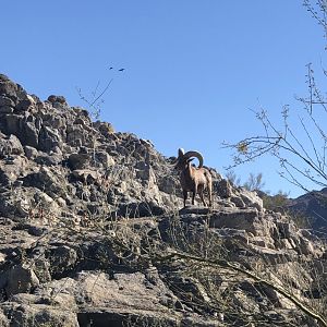 Bighorn Sheep