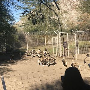 Large Pack of Wild Dogs