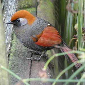Red-tailed laughingthrush