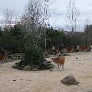 Banteng herd