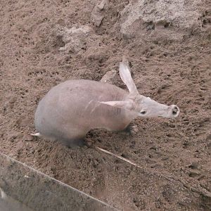 Aardvark