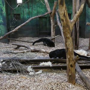 Palawan binturong