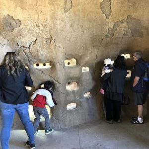 Small part of Naked Mole Rat Exhibit
