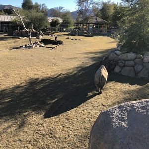 Rhino Savanna