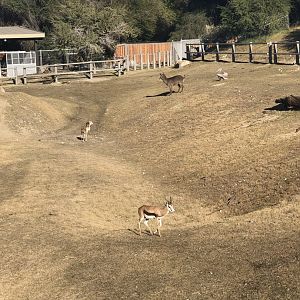 Springbok and Waterbuck