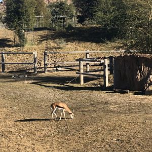 Springbok