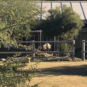 Second Rhino