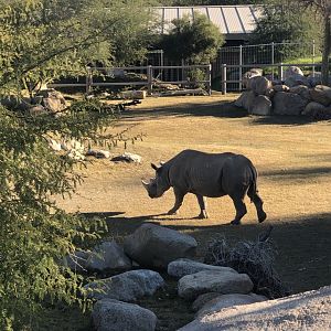 Black Rhino