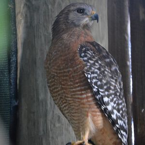 Buteo lineatus