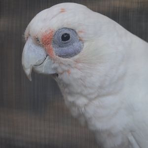 Cacatua sanguinea