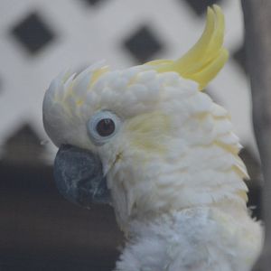 Cacatua sulphurea (any idea on the subspecies?)