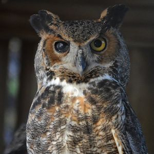 Bubo virginianus