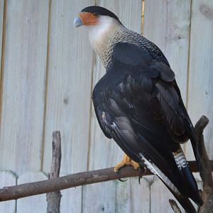 Caracara plancus