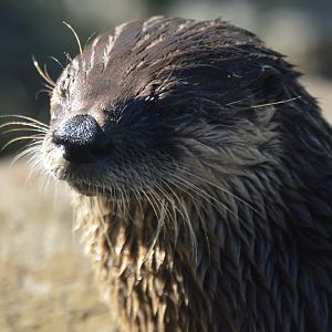 Lontra canadensis lataxina