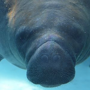 Trichechus manatus latirostris