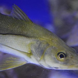 Centropomus undecimalis