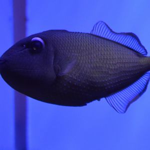 Xanthichthys auromarginatus