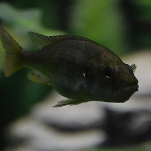 Haplochromis piceatus