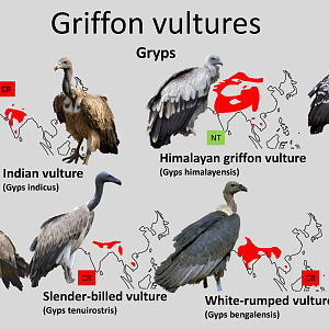 Griffon vultures distribution maps