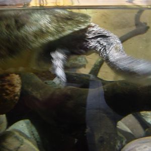 Unidentified Snakeneck Turtle