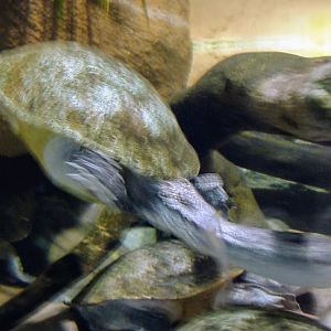 Unidentified Snakeneck Turtle