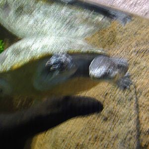 Unidentified Snakeneck Turtle