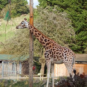 Rothschild's giraffe 201121