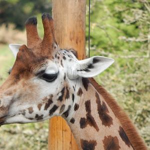 Rothschild's giraffe 201121