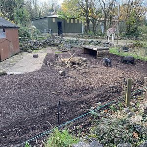 Collared peccary enclosure 201121