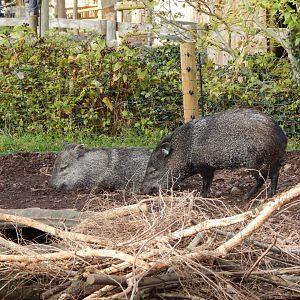 Collared peccaries 201121