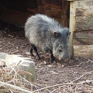 Collared peccary 201121