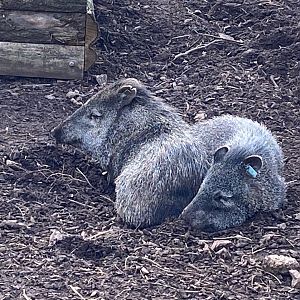 Collared peccaries 201121